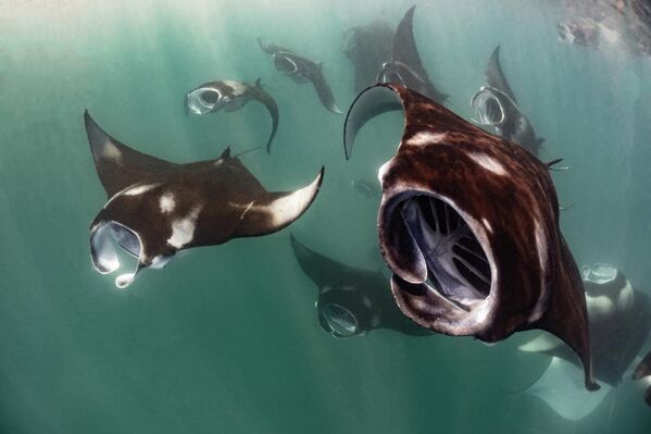 Снимок "Инопланетное вторжение" фотографа Марко Лаусдея. - Sputnik Грузия