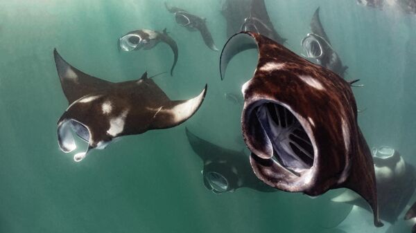 Снимок Alien invasion фотографа Marco Lausdei, оцененный в категории Compact Behavior конкурса Ocean Art 2025  - Sputnik Грузия