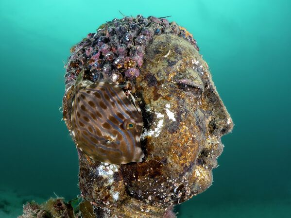 Снимок "Ухо Будды" фотографа Имоджена Манинса. - Sputnik Грузия