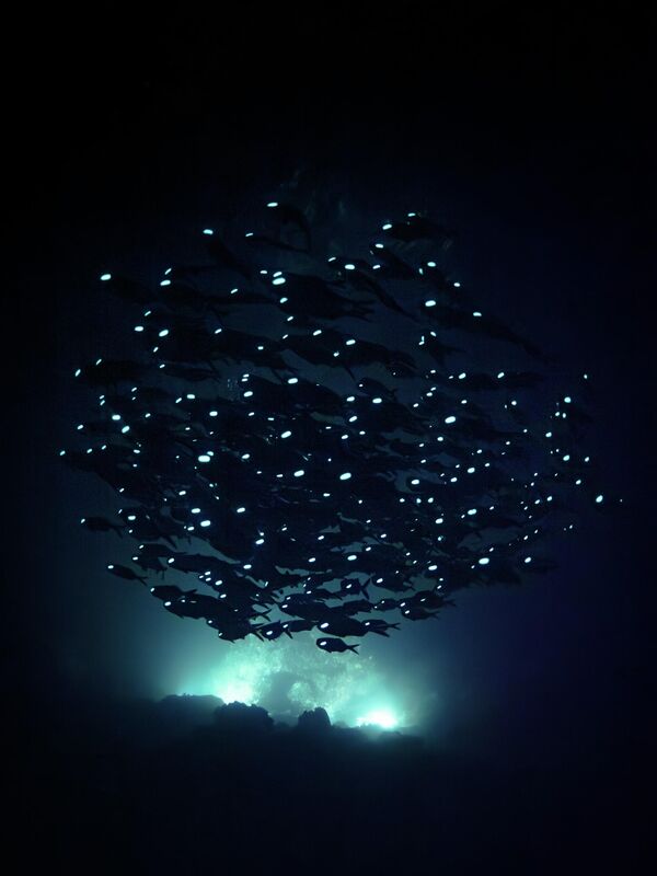 Снимок "Океанские фантомы" фотографа Акира Асахина. - Sputnik Грузия