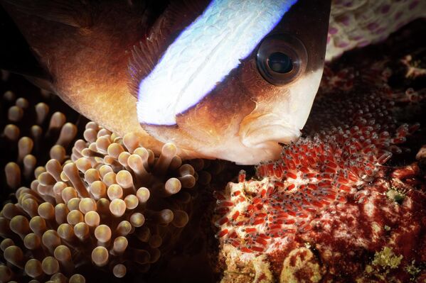 Снимок "День отца" фотографа Дона Бушара. - Sputnik Грузия