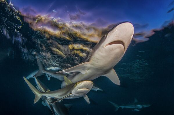 Снимок "Последний свет" фотографа Байрона Конроя. - Sputnik Грузия