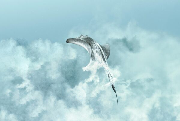 Снимок "Акт исчезновения – Южный скат" фотографа Исабелы Колл. - Sputnik Грузия