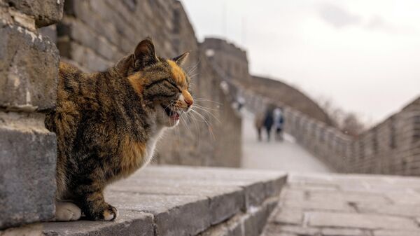 Кошка сидит на участке Мутяньюй Великой Китайской стены - Sputnik Грузия