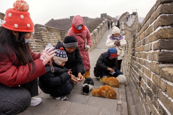 Туристы кормят кошек на участке Мутяньюй Великой Китайской стены. - Sputnik Грузия