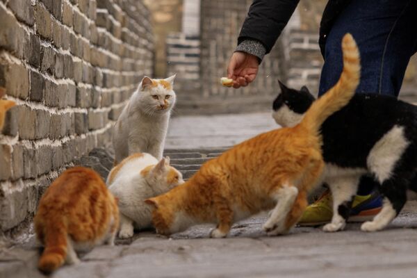 Туристы кормят кошек на участке Мутяньюй Великой Китайской стены. - Sputnik Грузия