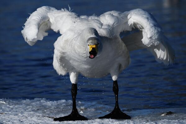 Лебедь зимует на озере Светлое на территории государственного природного комплексного заказника "Лебединый" в Алтайском крае. - Sputnik Грузия