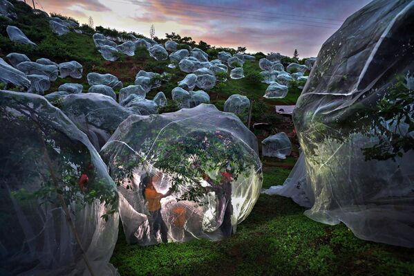  ჩინელი ფოტოგრაფის ნამუშევარი  „ხილის ხეები ტენტის ქვეშ“. - Sputnik საქართველო