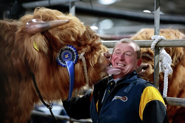 Майк Тейлор из фермы Balrownie Farms позволяет Эчанн Буидхе облизать хайлендских коров во время подготовки к 135-й ежегодной весенней распродаже, Шотландия. - Sputnik Грузия