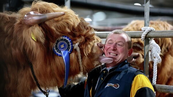 Майк Тейлор из фермы Balrownie Farms позволяет Эчанн Буидхе облизать хайлендских коров во время подготовки к 135-й ежегодной весенней распродаже, Шотландия. - Sputnik საქართველო