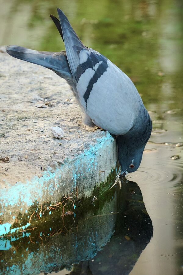 Птицы тоже были рады неожиданному теплу.  - Sputnik Грузия