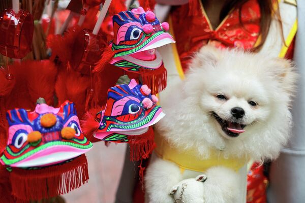 Реакция собаки на выставленные на продажу декоративные украшения в виде драконов накануне Лунного Нового года в Бангкоке, Таиланд. - Sputnik Грузия