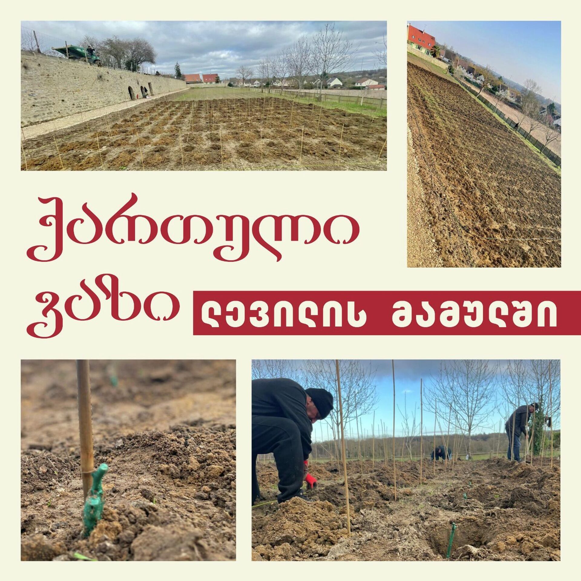 Грузинский виноградник в поместье Левиль во Франции - Sputnik Грузия, 1920, 27.02.2026