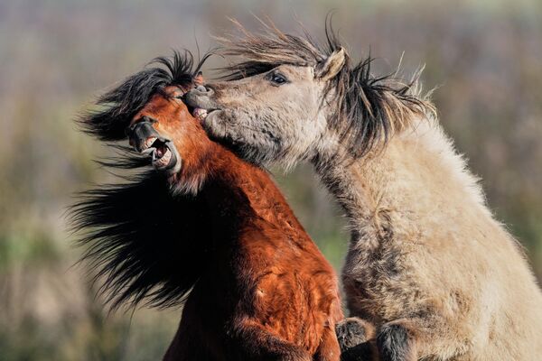 ისლანდიელი ცხენები ფრანკფურტის მახლობლად, საცხნოსნო კლუბის ტერიტორიაზე. - Sputnik საქართველო