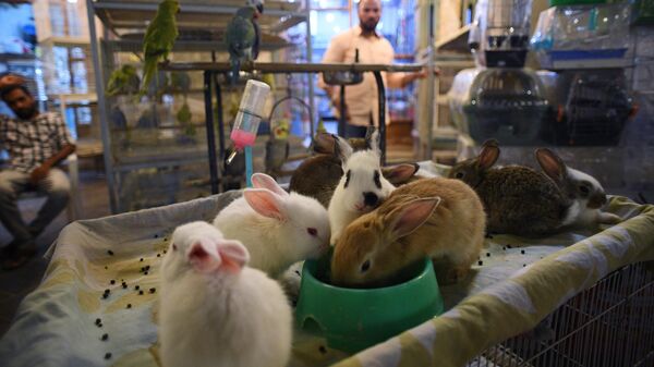 ზოომაღაზია - Sputnik საქართველო