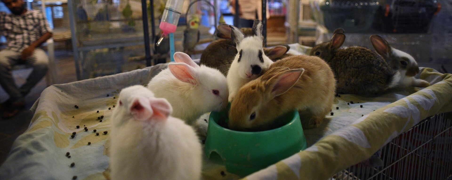 ზოომაღაზია - Sputnik საქართველო, 1920, 14.03.2026