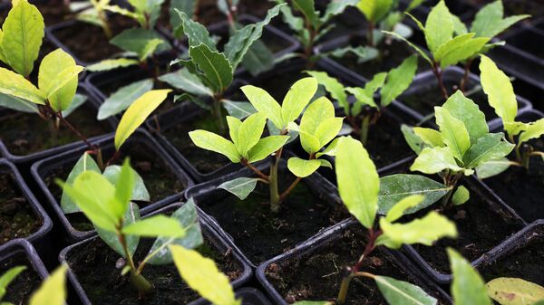 Выращивание лаврового листа - Sputnik Грузия