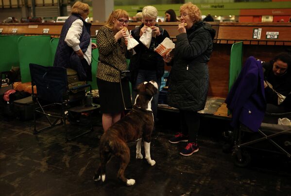 Собака породы боксер наблюдает за тем, как люди едят перед соревнованиями в первый день выставки собак Crufts в Бирмингеме, Великобритания. Собака породы боксер наблюдает за тем, как люди едят перед соревнованиями в первый день выставки собак Crufts в Бирмингеме, Великобритания. - Sputnik Грузия