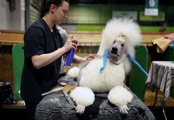 Женщина ухаживает за пуделем на выставки собак Crufts в Бирмингеме, Великобритания. Женщина ухаживает за пуделем на выставки собак Crufts в Бирмингеме, Великобритания. - Sputnik Грузия