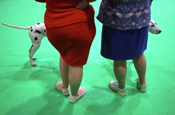 Далматинцы ждут, когда их будут судить на выставке собак Crufts в Бирмингеме, Великобритания. Далматинцы ждут, когда их будут судить на выставке собак Crufts в Бирмингеме, Великобритания. - Sputnik Грузия