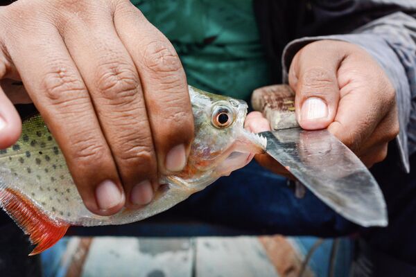 Амазонка – одна из самых опасных рек в мире из-за уникального сочетания агрессивной фауны (здесь водятся пираньи, кайманы, анаконды, ядовитые рыбы) и непредсказуемой стихии. Основные угрозы реки включают смертельные инфекции, паразитов, малярийных комаров, а также сильные течения, глубину и сезонные колебания уровня воды, делающие плавание крайне рискованным. - Sputnik Грузия