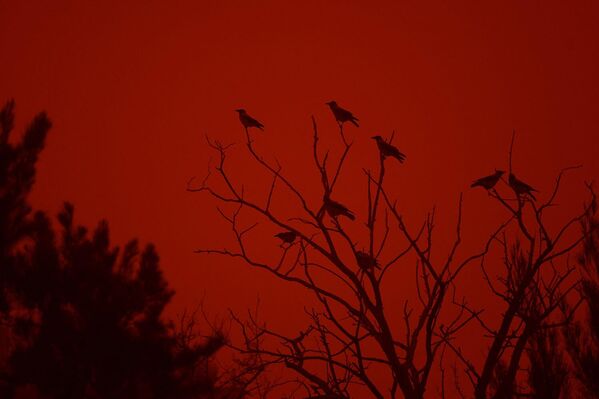 Птицы на дереве во время песчаной бури. - Sputnik Грузия