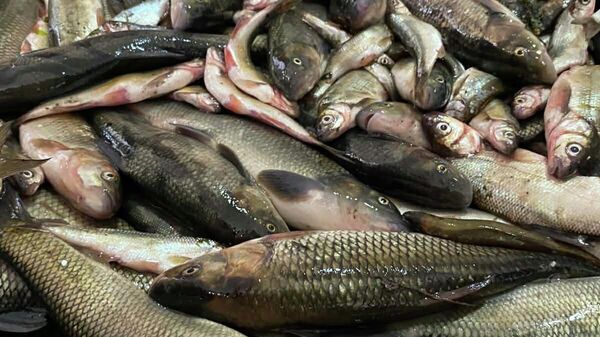 Ловля рыбы электрошокером  - Sputnik Грузия