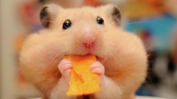 Любимые питомцы: почему хомяки стали так популярны в Грузии - Sputnik Грузия