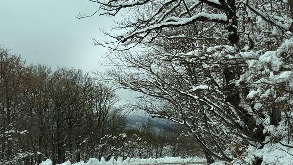 Трасса в регионе Тианети очень красивая, она ведет через Сабадурский лес.  - Sputnik Грузия