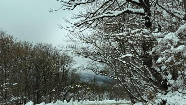 Трасса в Тианети в сторону леса Сабудури в снегу в апреле  - Sputnik საქართველო