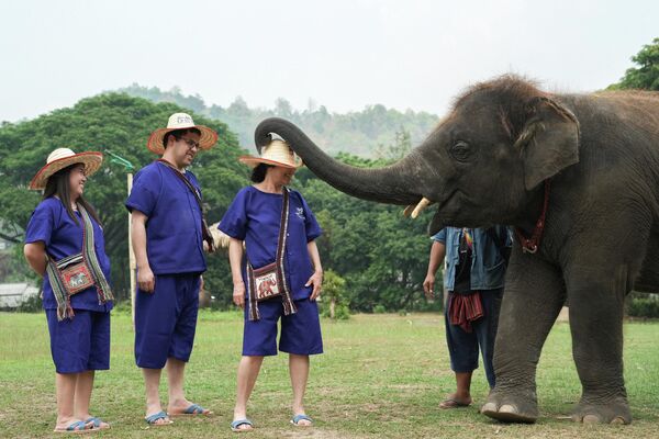 Посетители играют со слоном в парке для слонов Маетаенг в Таиланде. - Sputnik Грузия