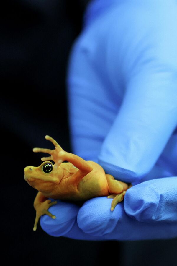 Ученый держит панамскую золотую лягушку в Центре исследований и сохранения амфибий Гамбоа, который работает над спасением этого вида от вымирания, Панама. - Sputnik Грузия