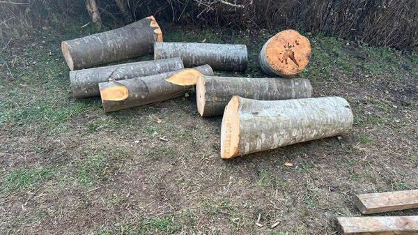 вырубка леса - Sputnik Грузия