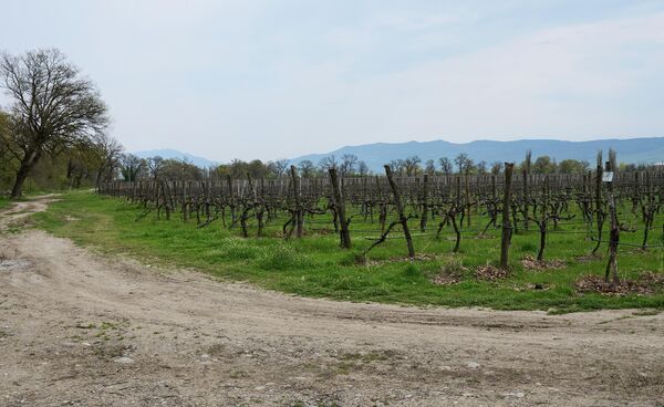 В Грузии с 2026 года меняются правила субсидирования государством продажи винограда, а также вводятся новые требования к виноградникам и производимым винам. - Sputnik Грузия