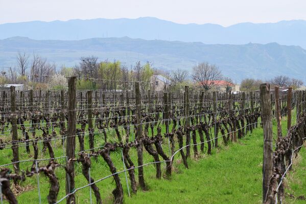 Целью введения новых правил является содействие производству качественных, конкурентоспособных алкогольных напитков виноградного происхождения  - Sputnik Грузия