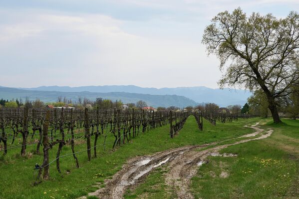 Также закон не распространяется на тех, кто выращивает виноград исключительно для личного потребления. - Sputnik Грузия