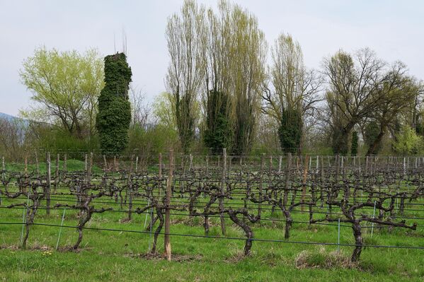 Согласно поправкам к закону "О лозе и вине", после 1 мая разведение новых виноградников в коммерческих целях будет возможно только с предварительного согласия Национального агентства вина. - Sputnik Грузия