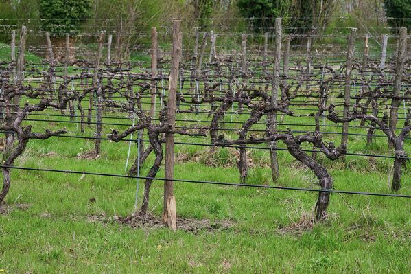 и учету требований местных и международных рынков, необходимых для реализации алкогольной продукции. - Sputnik Грузия