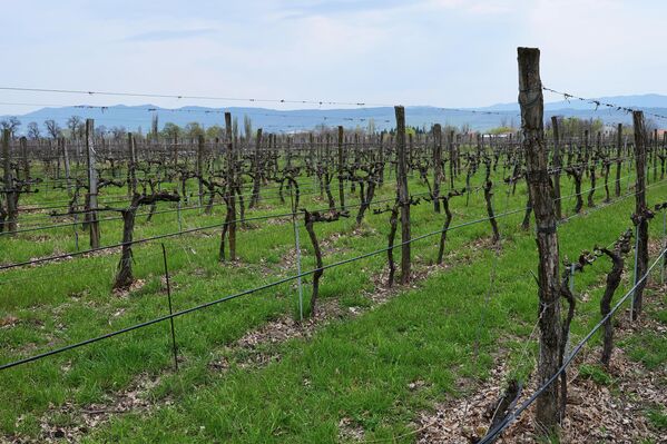 Нововведение затронет только новые коммерческие проекты и не коснется владельцев уже существующих виноградников.  - Sputnik Грузия