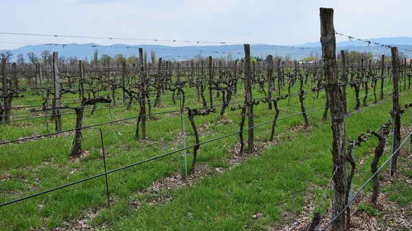 Виноградники в регионе Кахети  - Sputnik Грузия