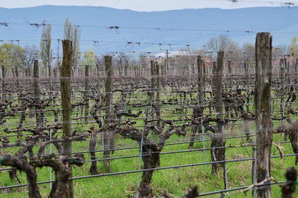 Виноградари должны ориентироваться не на количество производимого винограда, а на его качество, заявил председатель Национального агентства вина Леван Мехузла. - Sputnik Грузия
