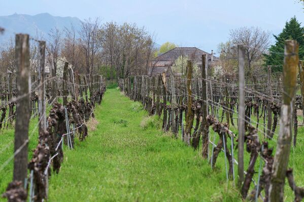 Агентство будет выдавать разрешения на выращивание винограда бесплатно. - Sputnik Грузия