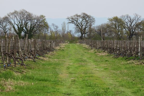 В противном случае лицо, произвольно выращивающее виноград, не сможет продавать выращенный виноград или произведенное вино в коммерческих целях. - Sputnik Грузия