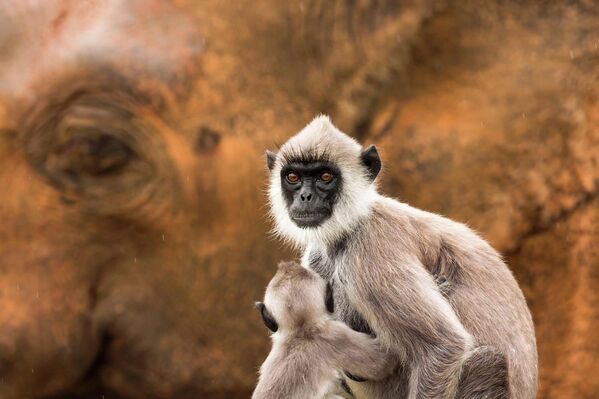 Номинация "Млекопитающие". Ян Пиеча "Фон слона". - Sputnik Грузия