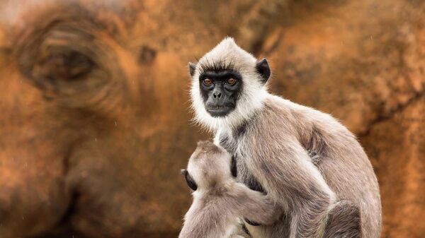 Снимок Elephant backdrop фотографа Jan Piecha, ставший шестым в категории  Mammals конкурса GDT Nature Photographer of the Year 2026 - Sputnik Грузия