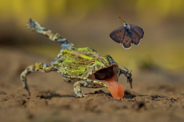 Номинация "Другие животные". Кадр под названием "Практика ведет к совершенству" Йенса Кульманна. - Sputnik Грузия