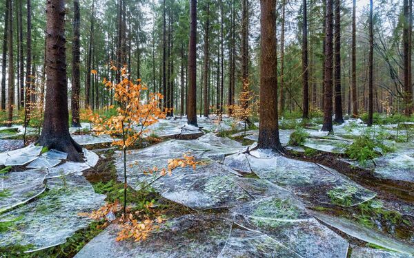 Номинация "Пейзажи". Эйке Кристиан "Замерзший лес". - Sputnik Грузия