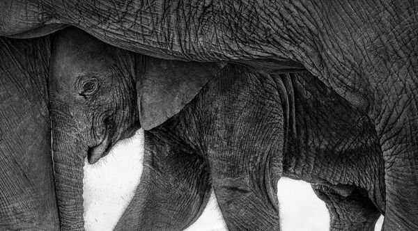 Номинация "Млекопитающие". Прити Джон "Приют". - Sputnik Грузия