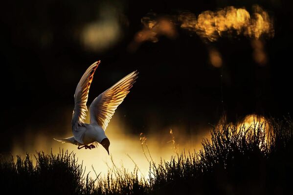 Номинация "Птицы". Радомир Якубовский "Черноголовая чайка". - Sputnik Грузия