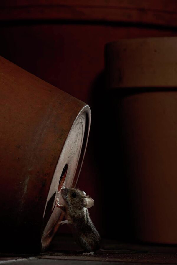 Номинация "Млекопитающие". Иво Нирманн "Ночной дозор". - Sputnik Грузия